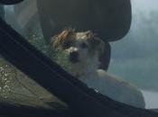 animales cosas…