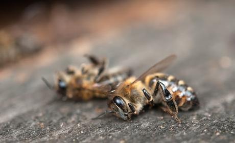 Muerte de abejas, impacto en la producción.