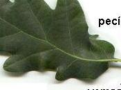 ¿Cómo decide planta crece dilema…