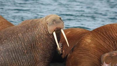 Siete Nuevas Áreas Marinas de Importancia Global en el Océano Ártico