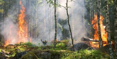 Los Incendios Podrían Utilizarse para Promover la Biodiversidad