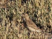 Caminera común (Geositta cunicularia)