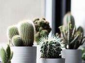 Cosas cactus...