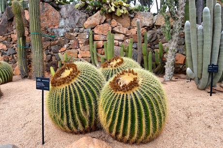 COSAS DE CACTUS...