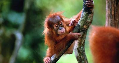 Kalimantán, La Gran Isla de Borneo