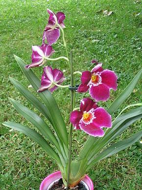 Orquídea Pensamiento Orquídea Pensamiento