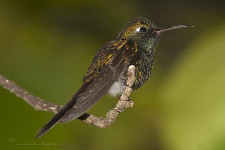 Zunzún (Cuban Emerald) Chlorostilbon ricordii (Gervais, 1835)