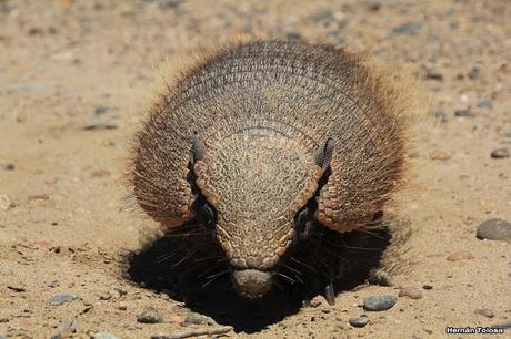 Peludo (Chaetophractus villosus)