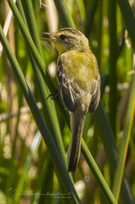 Doradito copetón (Crested Doradito) Pseudocolopteryx sclateri