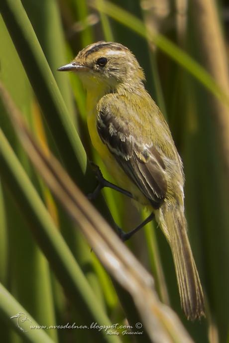 Doradito copetón (Crested Doradito) Pseudocolopteryx sclateri