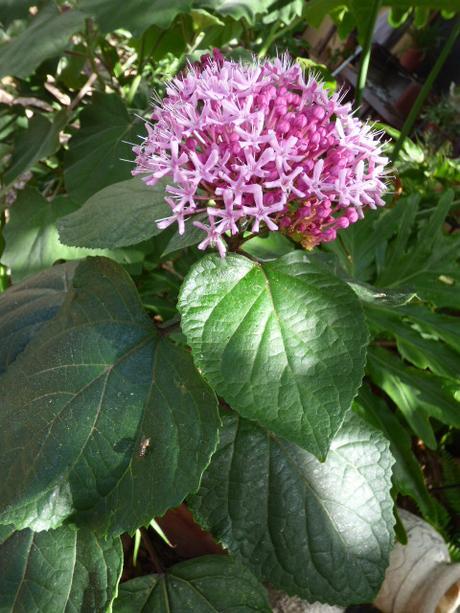 Cosas variadas para el jardín