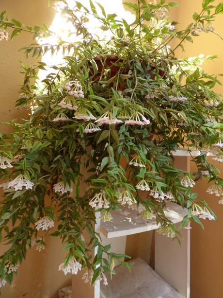 Cosas variadas para el jardín