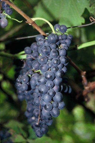 Un acercamiento a los vinos de Madeira a través de Madeira Collection
