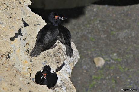 Anidación de los cormoranes cuello negro