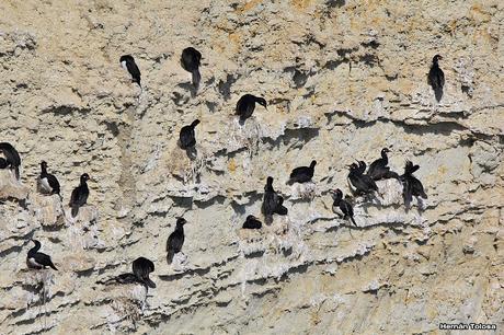 Anidación de los cormoranes cuello negro