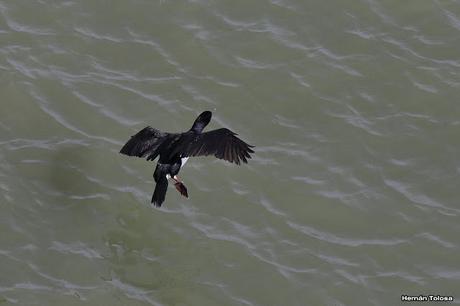 Anidación de los cormoranes cuello negro