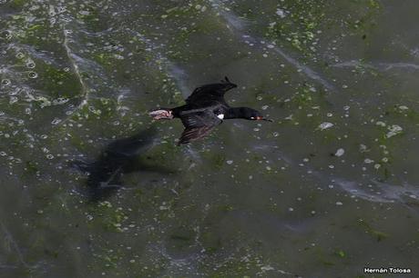 Anidación de los cormoranes cuello negro