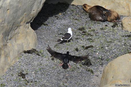 Anidación de los cormoranes cuello negro