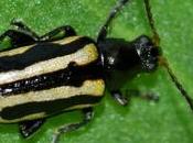 Edgar Allan narrativa extraordinaria