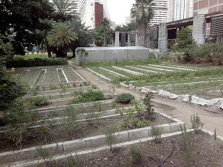 EL RECREO -LOS  CULTIVOS URBANOS un incentivo para mejorar la producción, un arma contra  la escases de alimentos