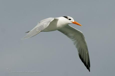 Gaviotín Real (Royal Tern) Thalasseus maximus (Boddaert, 1783)