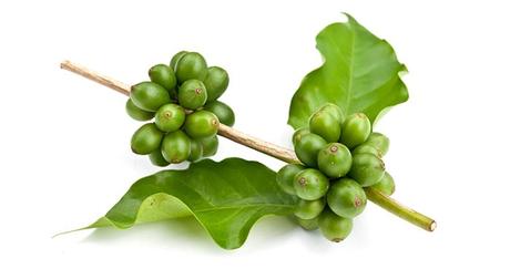 Beneficios del café verde