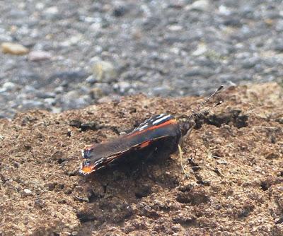 ¿Qué haces por el suelo?