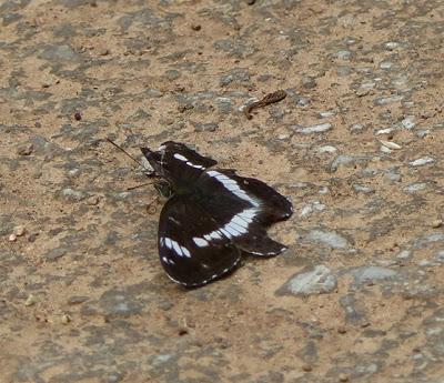 ¿Qué haces por el suelo?