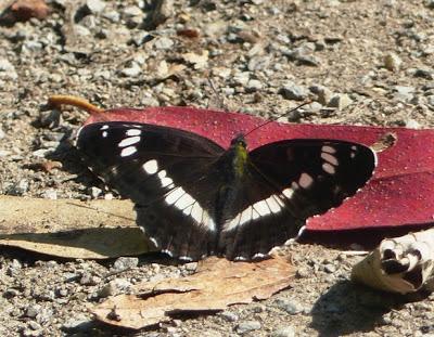 ¿Qué haces por el suelo?