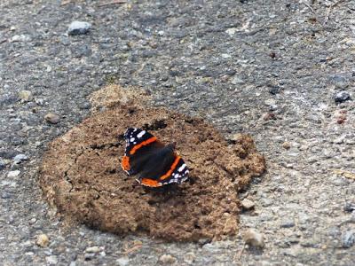 ¿Qué haces por el suelo?