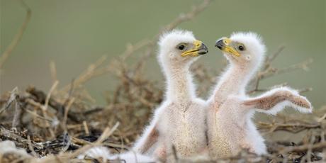 Un águila llamada “circunstancias”