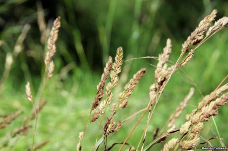 Pasto ovillo (Dactylis glomerata)