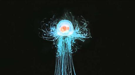 El animal puede resurgir de su propio cuerpo degradado El animal puede resurgir de su propio cuerpo degradado