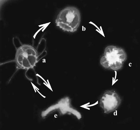 El ciclo de vida de la medusa inmortal El ciclo de vida de la medusa inmortal
