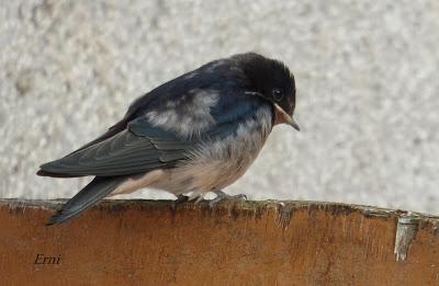 REINICIANDO... EL RETONNO