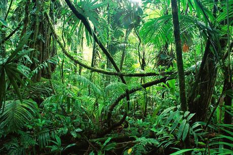 LOS PULMONES DE LA TIERRA