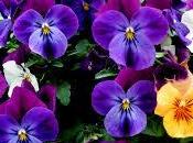 significado soñar unas violetas.