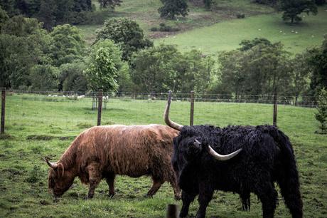 Tierras Altas. Escocia