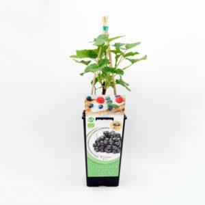 Grosella negra ecológica