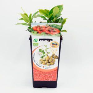 Alcaparra ecológica