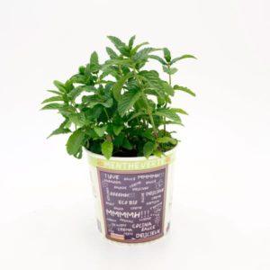 Menta Gourmet Ecológico