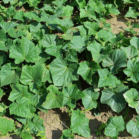 El huerto en Julio | Calendario de siembra