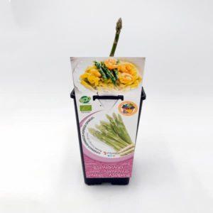 Espárrago verde ecológico