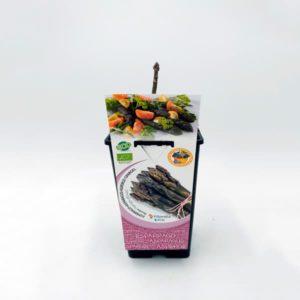 espárrago violeta ecológico