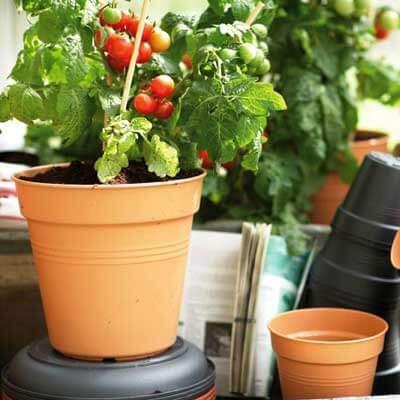 El huerto en Julio | Calendario de siembra