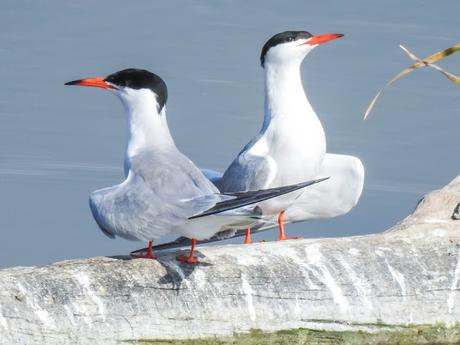 Charrán común (Sterna hirundo)