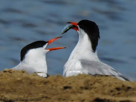 Charrán común (Sterna hirundo)