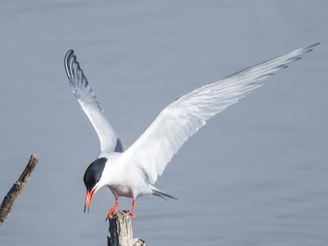 Charrán común (Sterna hirundo)