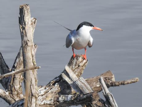 Charrán común (Sterna hirundo)