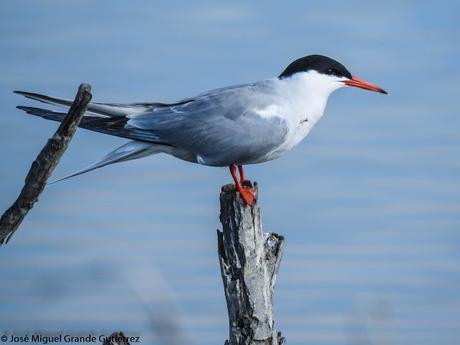 Charrán común (Sterna hirundo)